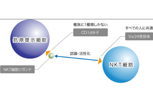 NKT細胞の腫瘍免疫における役割について話しますね